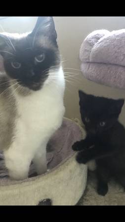 8 weeks kitten girl (Sac)63848873935875120
