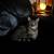 Neutered male feline 2 thumbnail