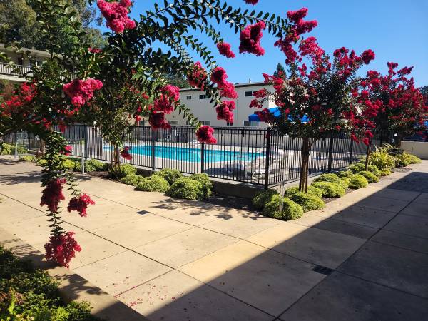 $1,595 / 1br - 420ft2 - Lovely Ground Floor Junior One Bedroom Available @$1595 (santa rosa)63847330556419120