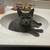 Female cat 4 thumbnail