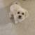 2 Year Old Malti-Poo 1 thumbnail