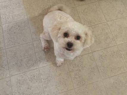 2 Year Old Malti-Poo 1