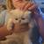 Persian kittens 5 thumbnail