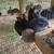 Rabbits 3 thumbnail