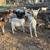 Boer Goats for Sale 1 thumbnail