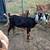 ADGA Nubian Doe 1 thumbnail