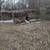 Red oak. Fire wood 4 thumbnail