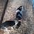 Puppy's 2 thumbnail