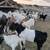 Billy (Boer, breeding service only) 3 thumbnail