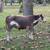 “Mid-Mini” Cream genetics bull weanling 7 mo old 5 thumbnail