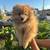 Pomeranian puppy 2 thumbnail