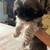 Shih Tzu pups rehoming 2 females 6 thumbnail