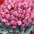 50 ROSES 39.99! 100 ROSES $99 DELIVERY IN MINUTES -UBER EATS/DOOR DASH 10 thumbnail
