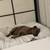 Foster/Adoption Needed — Well-Trained Lab/Pitbull Mixed in Bay Area 16 thumbnail