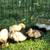 Cute Cute Ducklings! 1 thumbnail
