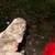 Pitbull puppies 12 thumbnail