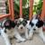 Maltese Shih tzu 4 thumbnail