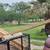 Rough Cedar Boards/Posts 2 thumbnail