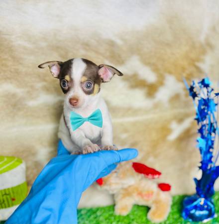 “Tea-chocolate spotted” chi 1