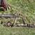 Vintage horse wagon 5 thumbnail