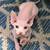 Sphynx kittens 1 female pink elf 3 thumbnail