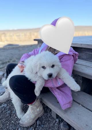 Great Pyrenees Puppy 1