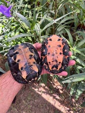 Tortuga del río Kwangtung551306435484067842