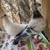 pigeons 7 thumbnail