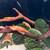Super Red Bristlenose Pleco fish 4 thumbnail