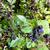 Huckleberries Hand picked 1 thumbnail