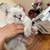 persian kitten 4 thumbnail