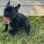 Frenchie Puppy available 2 thumbnail