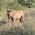 6 month baby roan colt 3 thumbnail