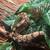 Normal ball python 4 thumbnail
