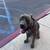 rehoming cane corso 6 thumbnail
