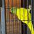 Indian ringnecks 10 thumbnail