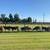 12 Angus Cross Heifers & Bulls – 250-350 lbs – Pasture Raised! 6 thumbnail