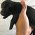 Chihuahua Pups 5 thumbnail