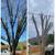 DARINEL'S  TREE SERVICE & LANDSCAPING LLC 18 thumbnail