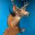Mounted deer head and hooves 2 thumbnail