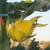 Yellow Dragon Fruit 4 thumbnail
