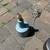 Signed Martz Marshall Studio blue pottery lamp B119 3 thumbnail