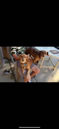 2 dogs for free re home 1