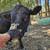 Angus bulls 5 thumbnail