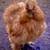 Silky and Bantam Roosters 3 thumbnail