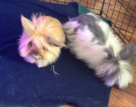 Bonded pair of Lionhead Bunny Rabbits (Windsor Locks)63873144864385120