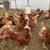 1 year old hens 1 thumbnail