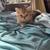 British Shorthair 1 thumbnail