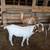Cross Bred Billy Goats 1 thumbnail
