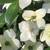 Empress of China Dogwood 3 thumbnail